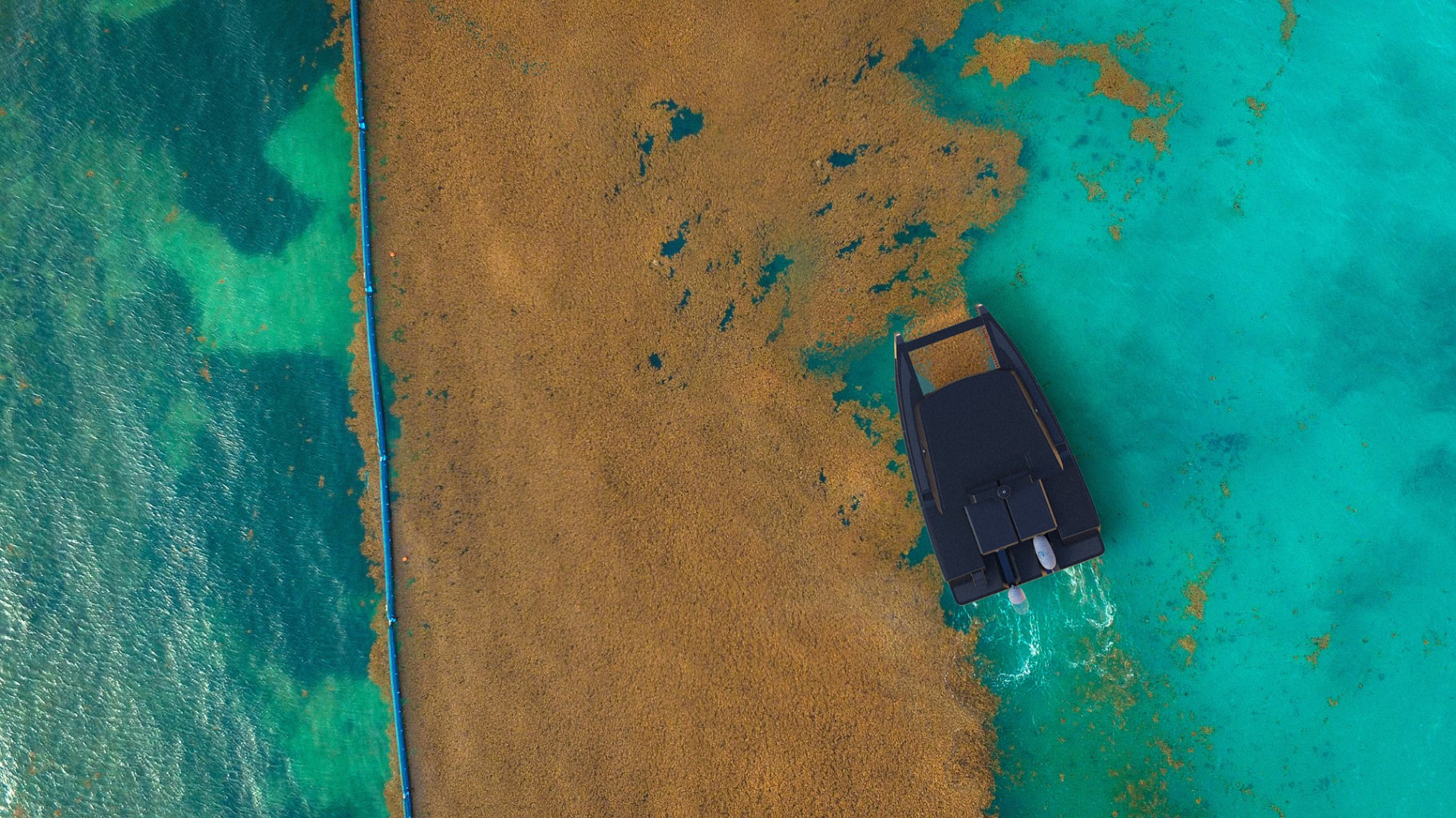 Aerial view of sargassum being contained by a boom