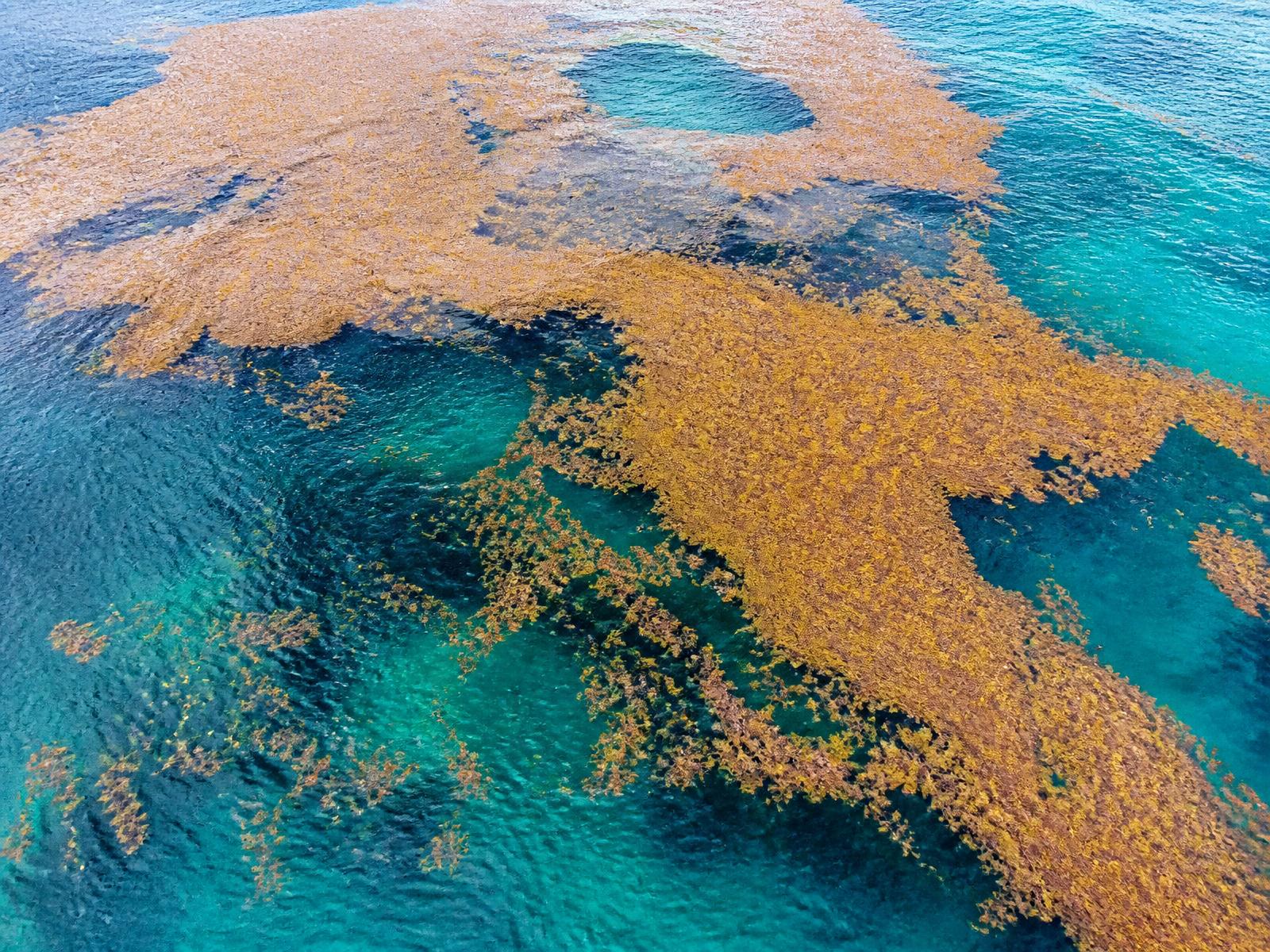 Aerial view of a sargassum raft on turquoise water